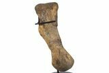 Hadrosaur (Brachylophosaurus?) Metatarsal with Stand - Montana #304825-1